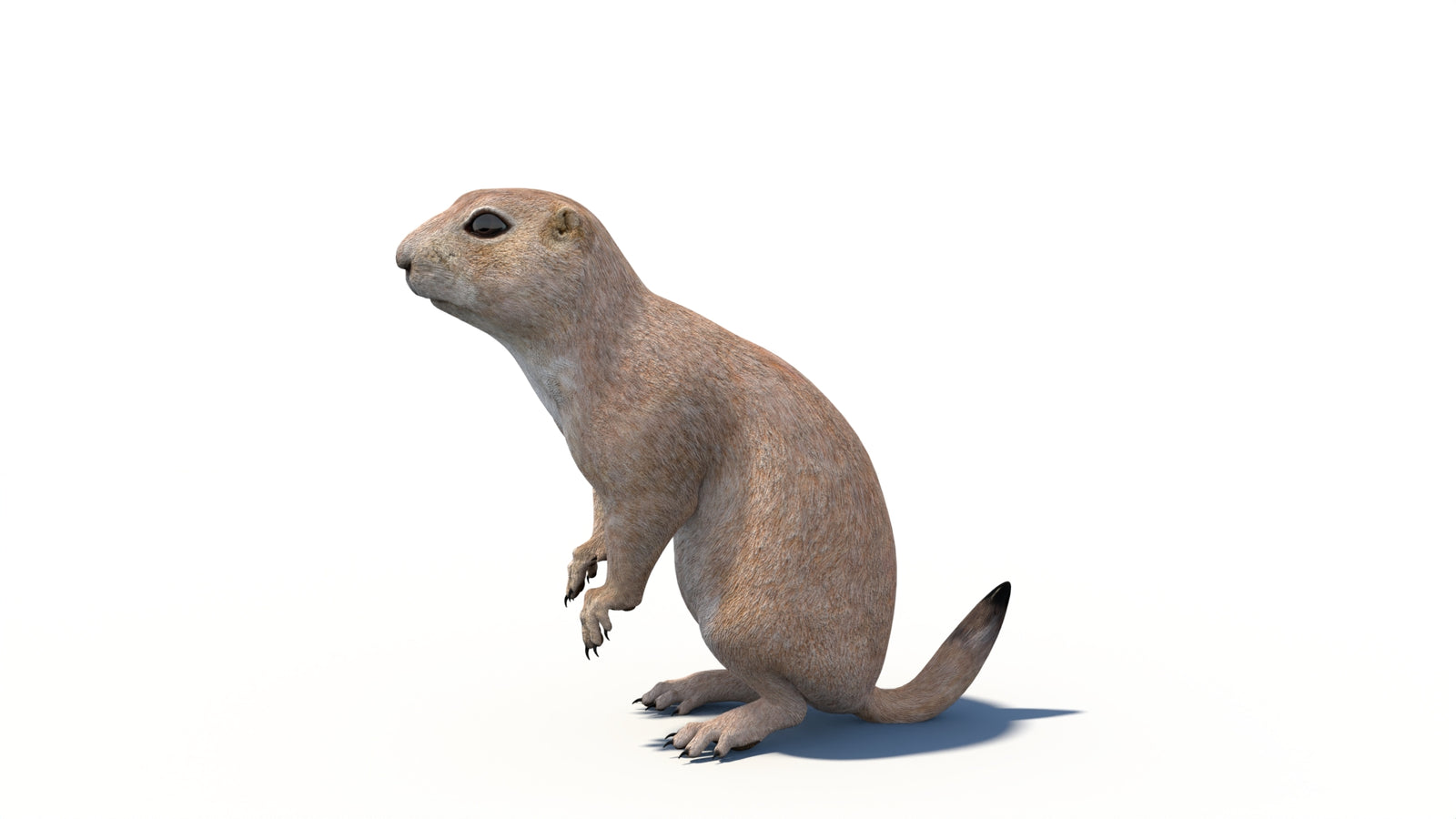 Animated Prairie Dog 3D Model 360° view 6 frame 21