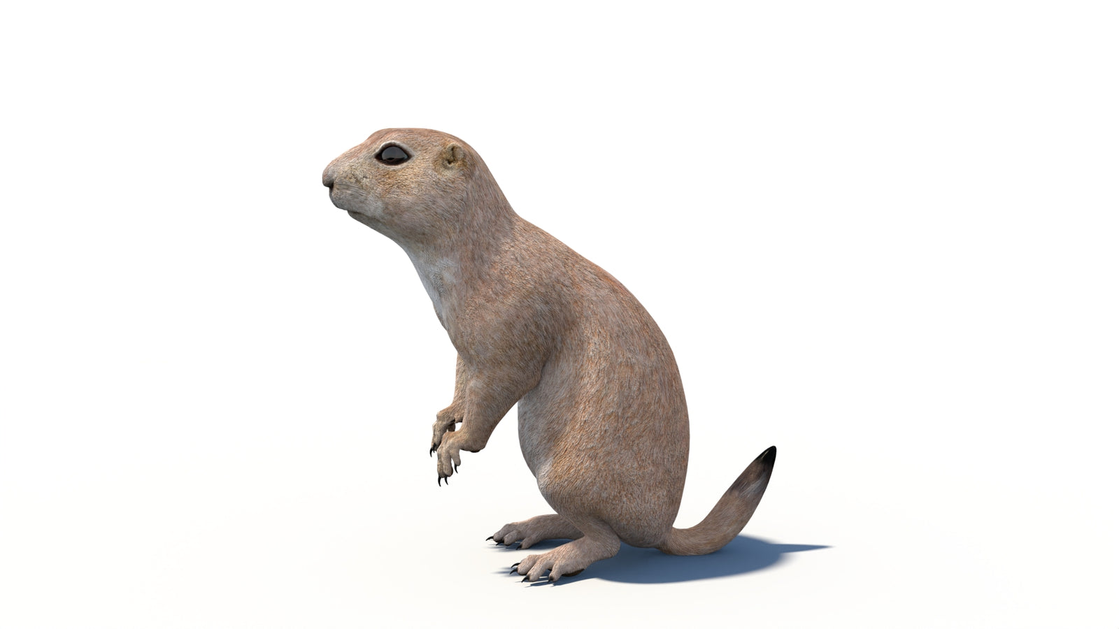 Animated Prairie Dog 3D Model 360° view 6 frame 22