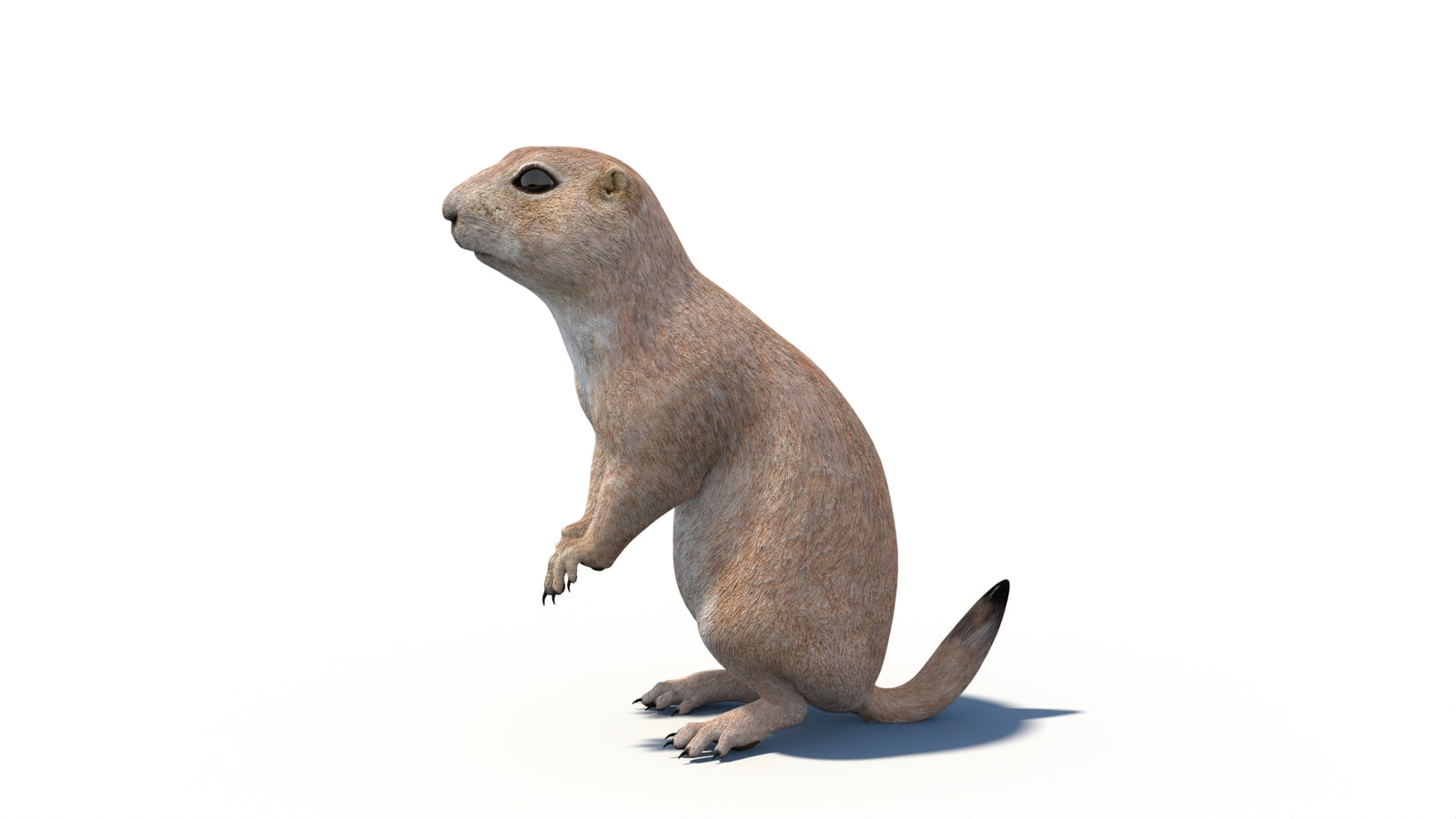 Animated Prairie Dog 3D Model 360° view 6 frame 23