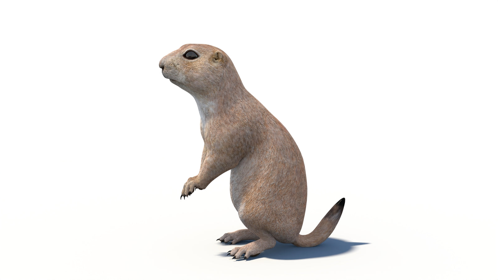 Animated Prairie Dog 3D Model 360° view 6 frame 24