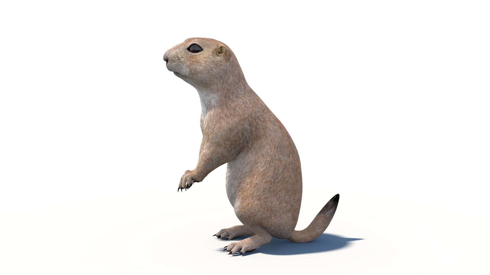 Animated Prairie Dog 3D Model 360° view 6 frame 25