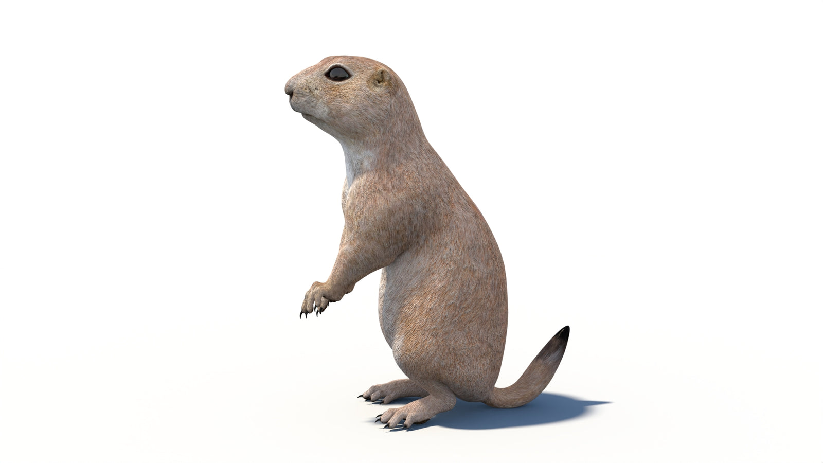 Animated Prairie Dog 3D Model 360° view 6 frame 26