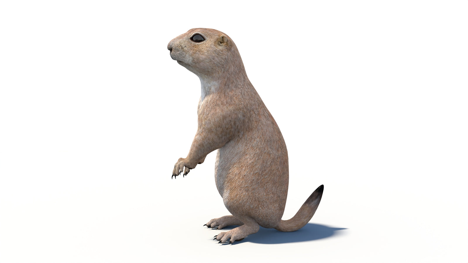 Animated Prairie Dog 3D Model 360° view 6 frame 27