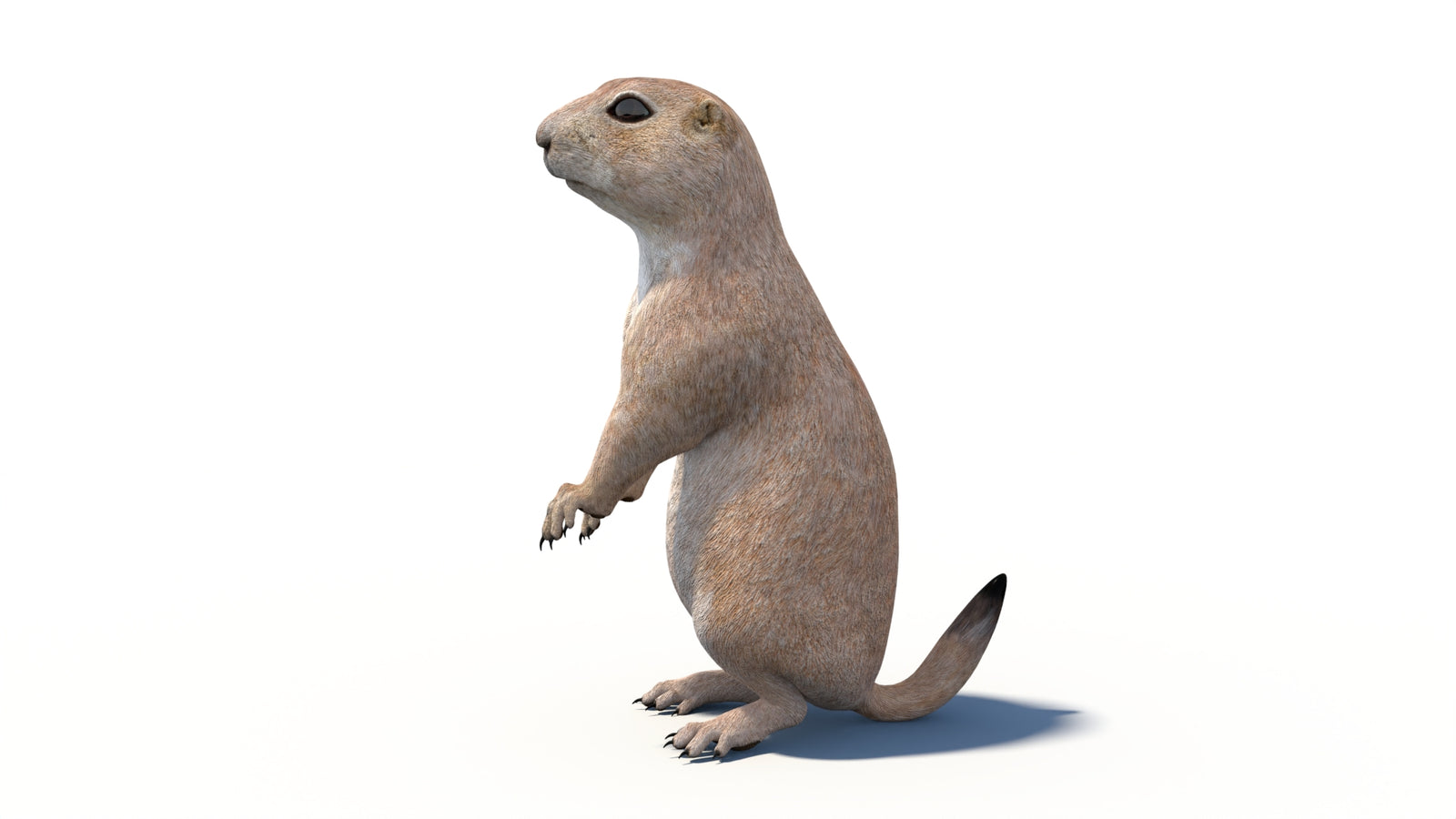 Animated Prairie Dog 3D Model 360° view 6 frame 28