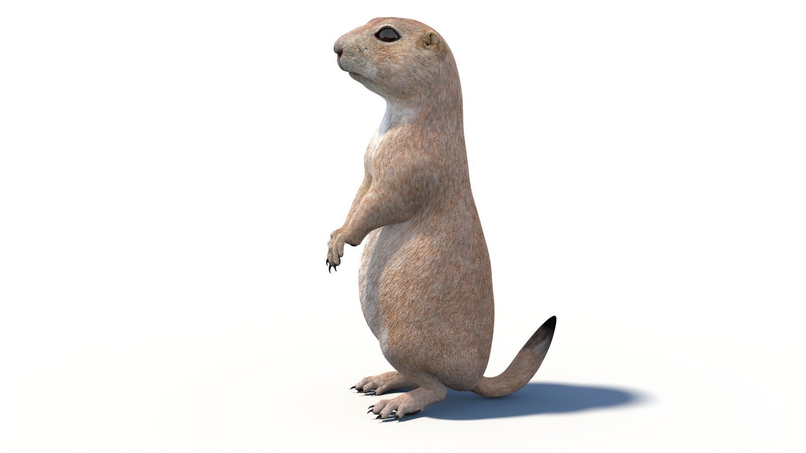 Animated Prairie Dog 3D Model 360° view 6 frame 35
