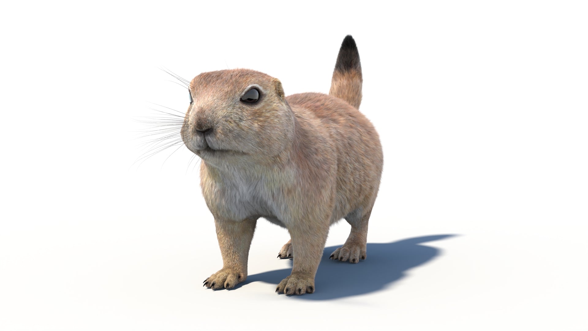 Animated Prairie Dog 3D Model Fur - 360 Degree View