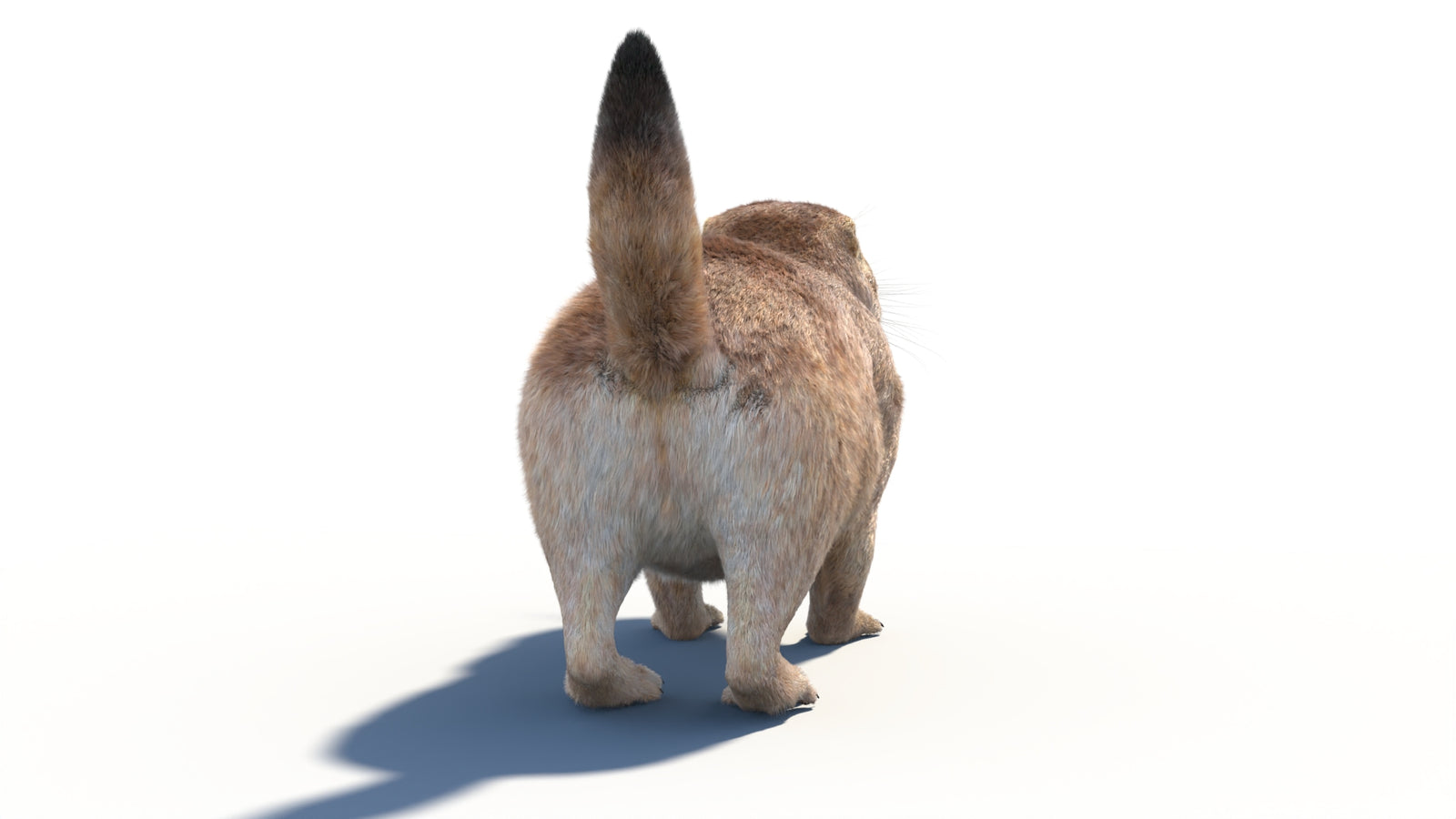 Animated Prairie Dog 3D Model Fur 360° view 1 frame 21