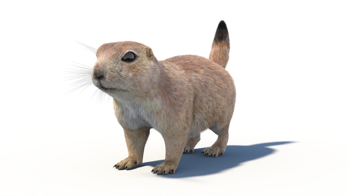 Animated Prairie Dog 3D Model Fur - 360 Degree View