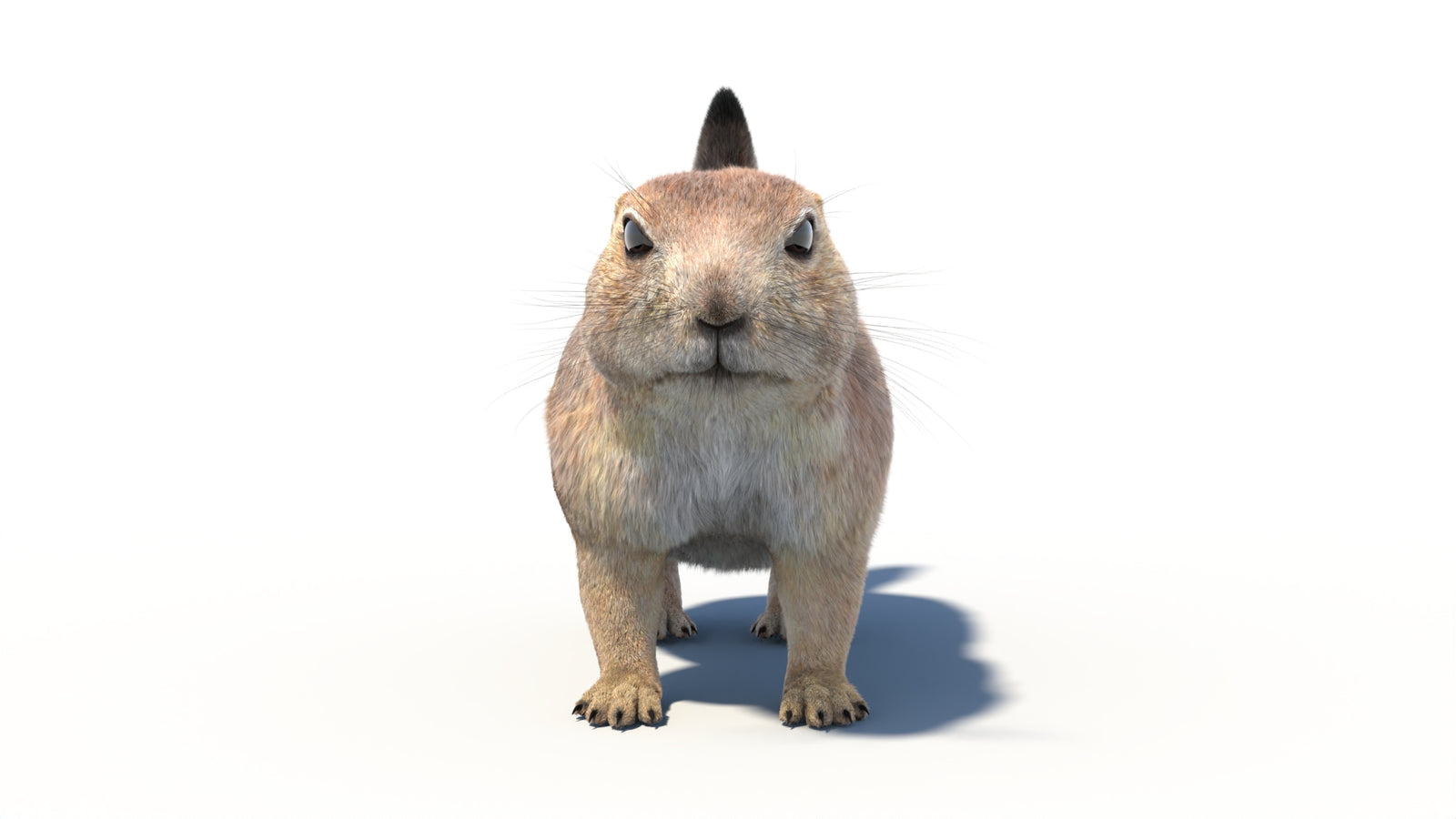 Rigged Prairie Dog 3D Model Fur 360° view 1 frame 3