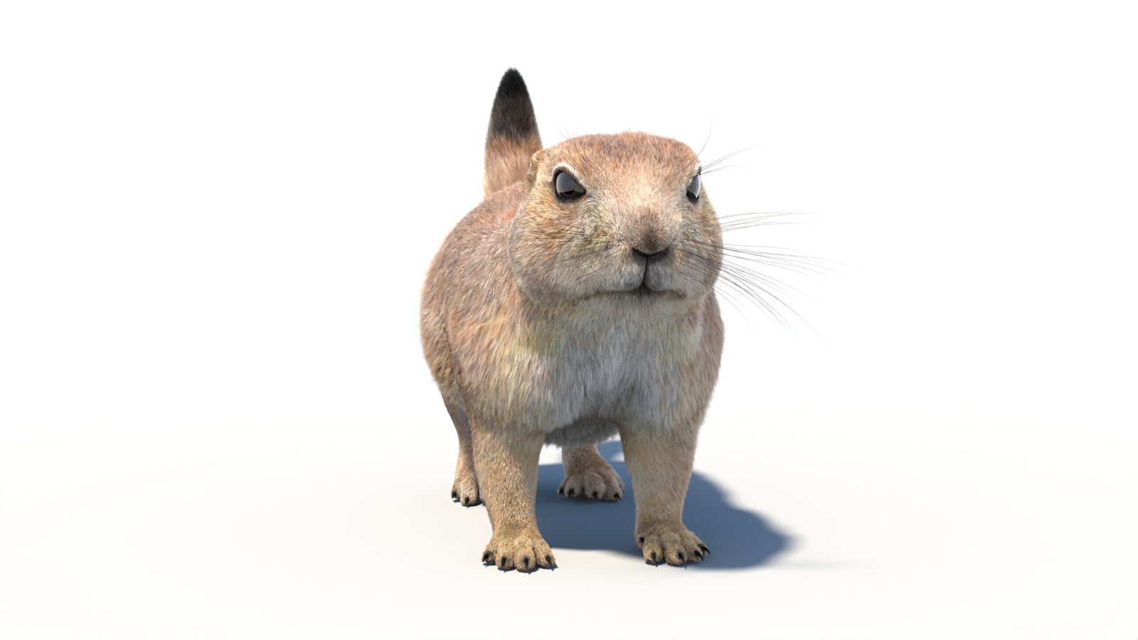 Rigged Prairie Dog 3D Model Fur 360° view 1 frame 4