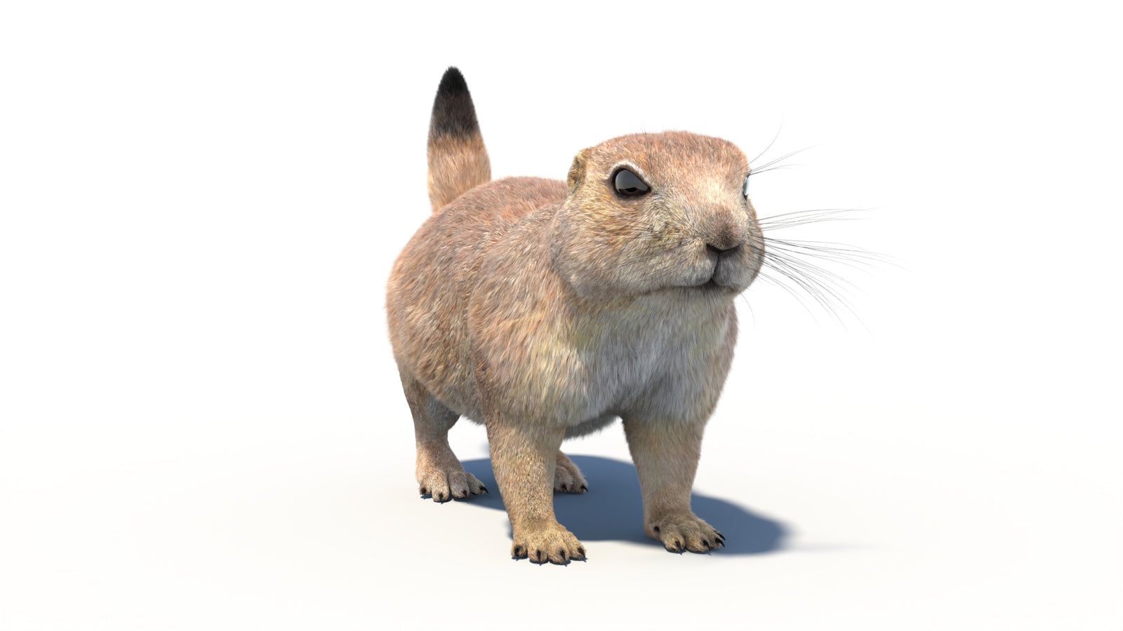 Rigged Prairie Dog 3D Model Fur 360° view 1 frame 5