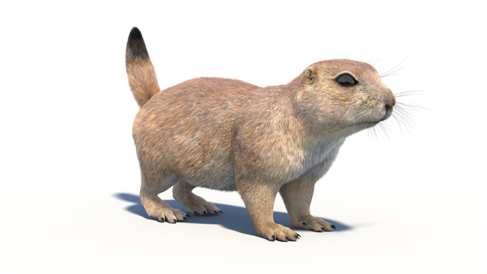Rigged Prairie Dog 3D Model Fur 360° view 1 frame 8