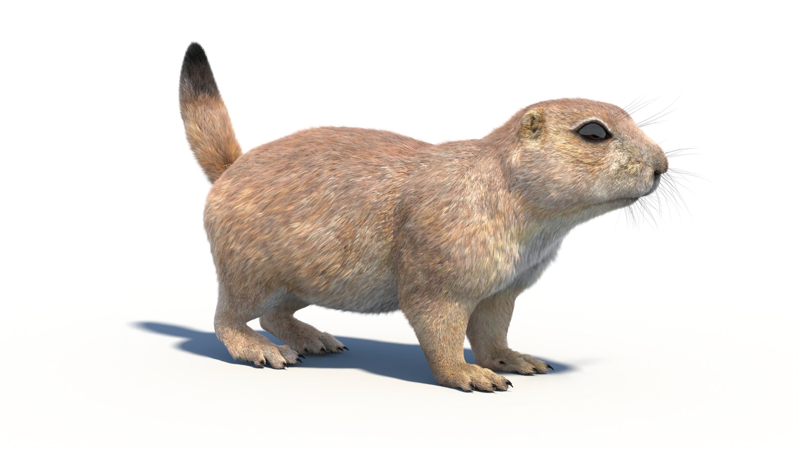 Rigged Prairie Dog 3D Model Fur 360° view 1 frame 9