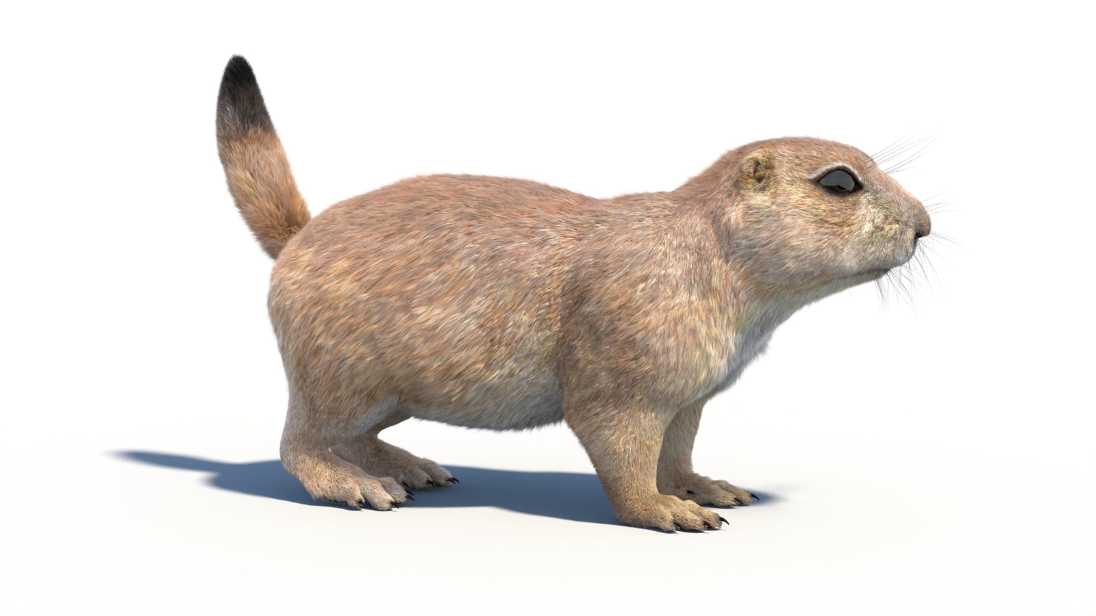 Rigged Prairie Dog 3D Model Fur 360° view 1 frame 10