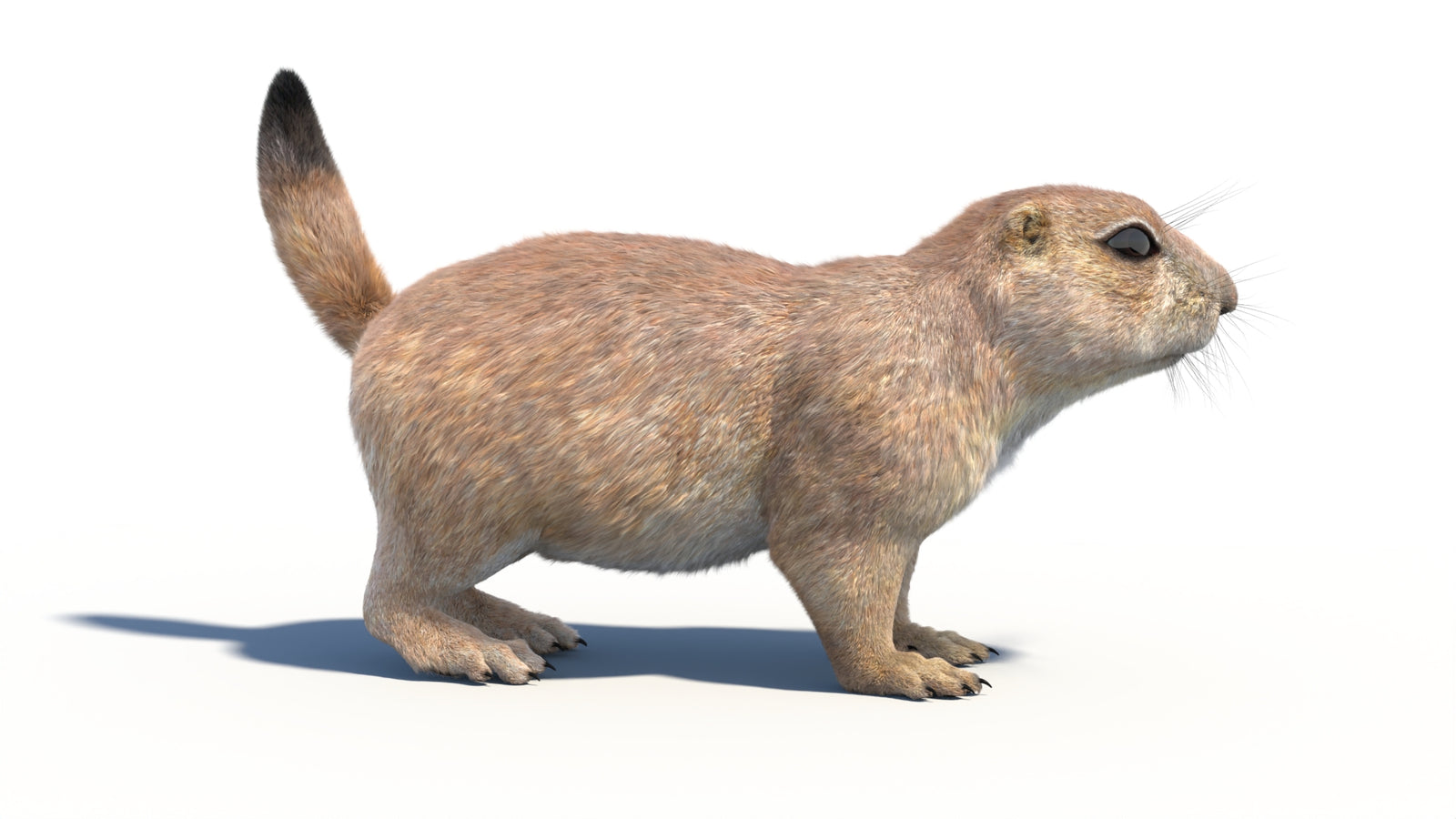 Rigged Prairie Dog 3D Model Fur 360° view 1 frame 11