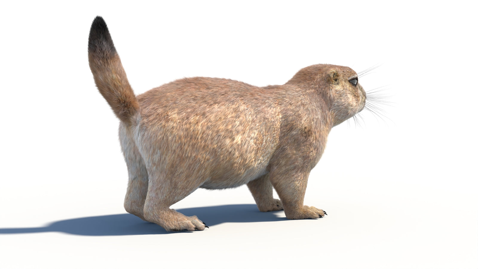 Rigged Prairie Dog 3D Model Fur 360° view 1 frame 15