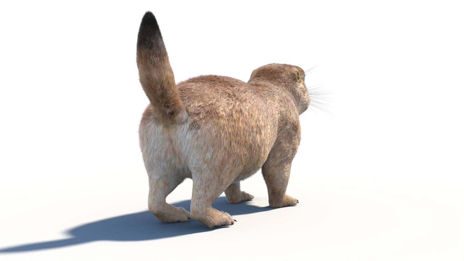 Rigged Prairie Dog 3D Model Fur 360° view 1 frame 18