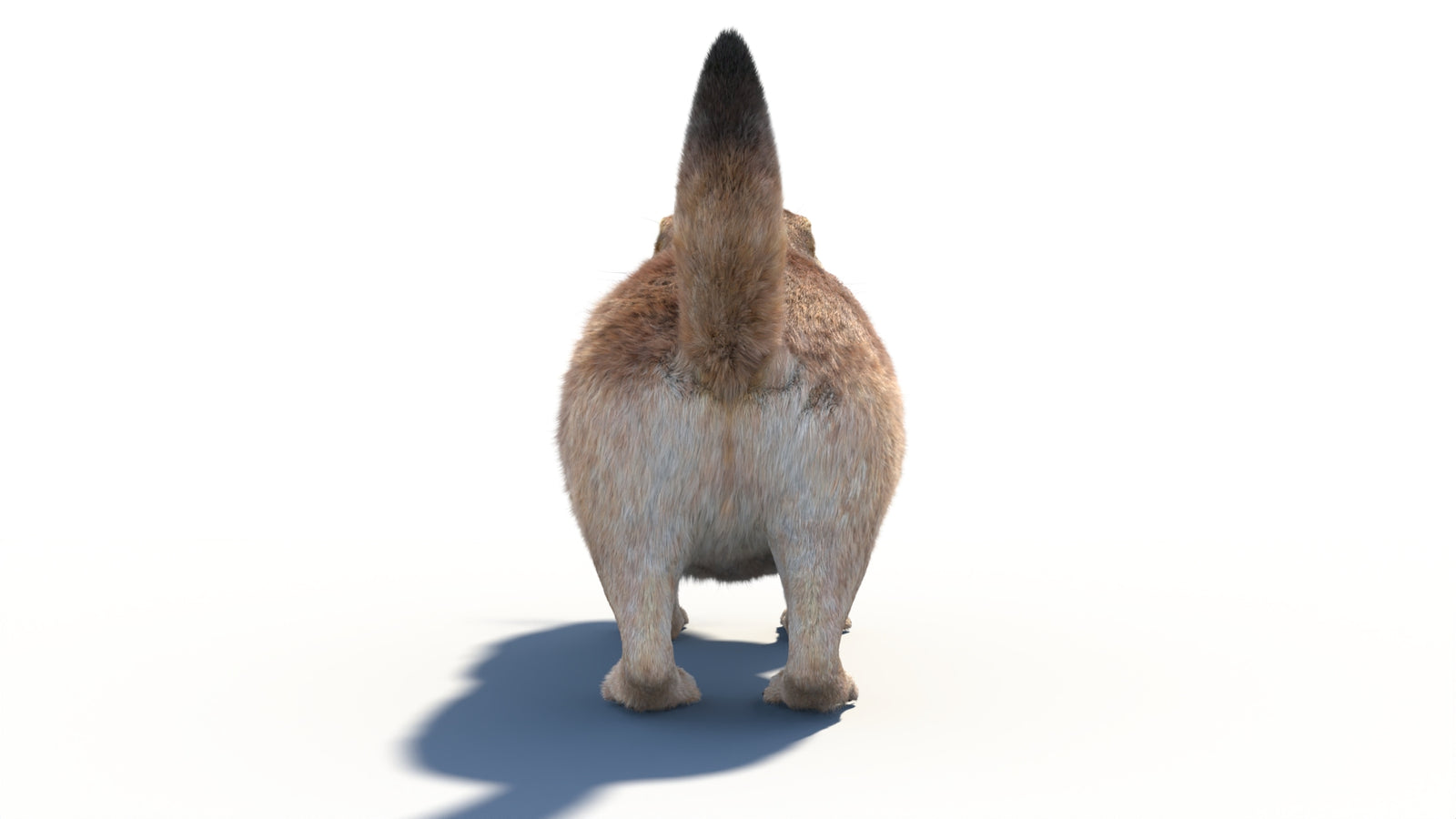 Rigged Prairie Dog 3D Model Fur 360° view 1 frame 21