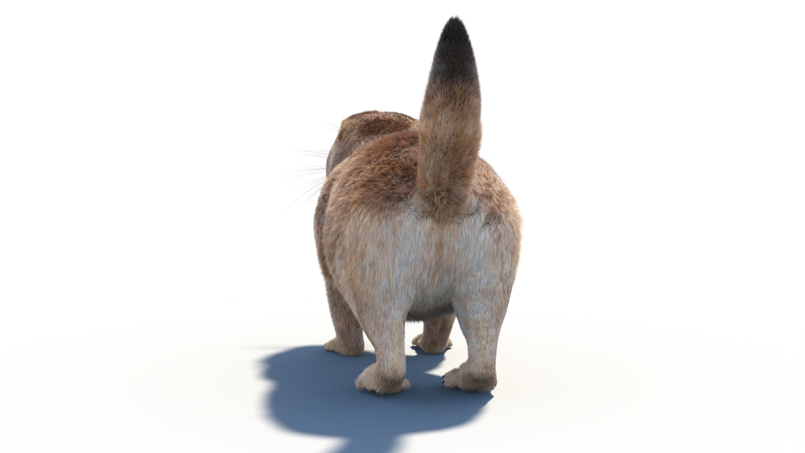 Rigged Prairie Dog 3D Model Fur 360° view 1 frame 22