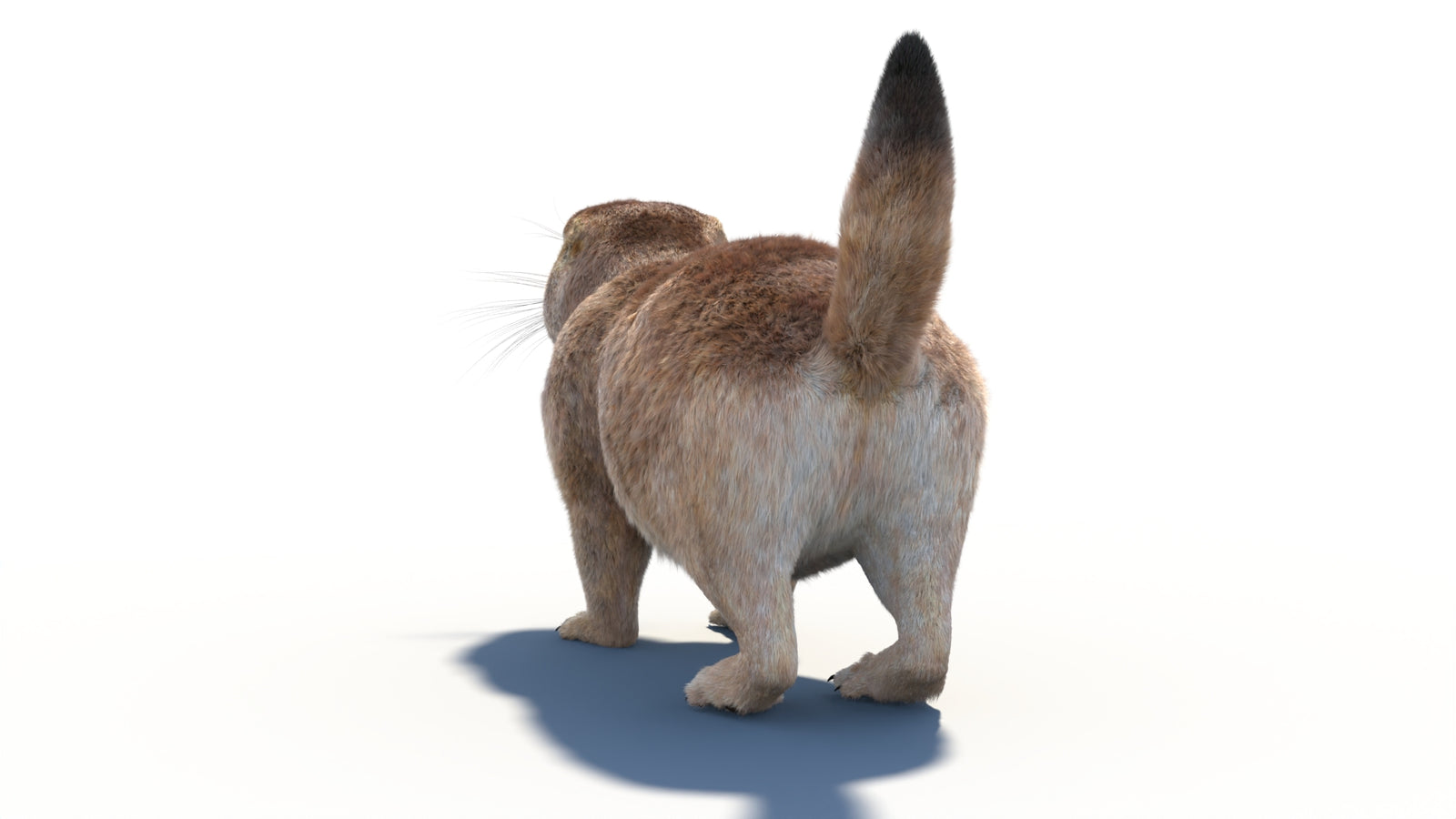 Rigged Prairie Dog 3D Model Fur 360° view 1 frame 23