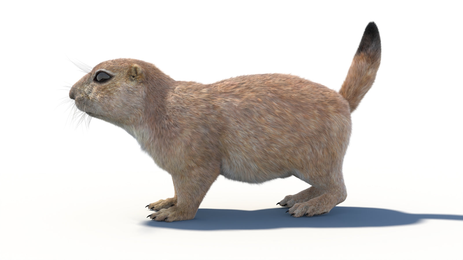 Rigged Prairie Dog 3D Model Fur 360° view 1 frame 31