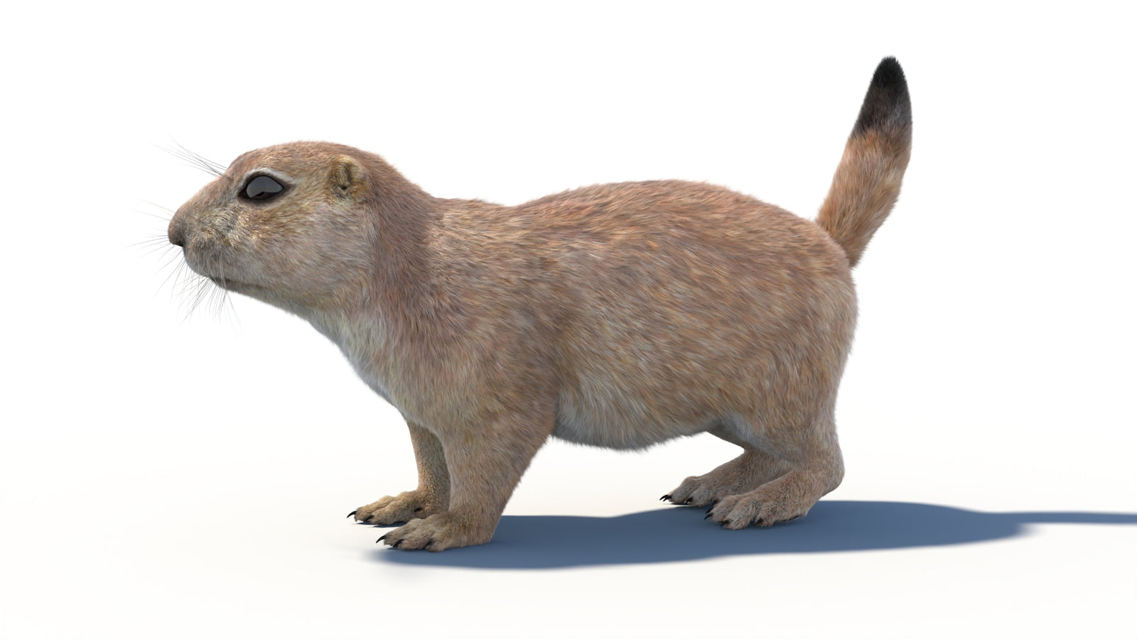 Rigged Prairie Dog 3D Model Fur 360° view 1 frame 32