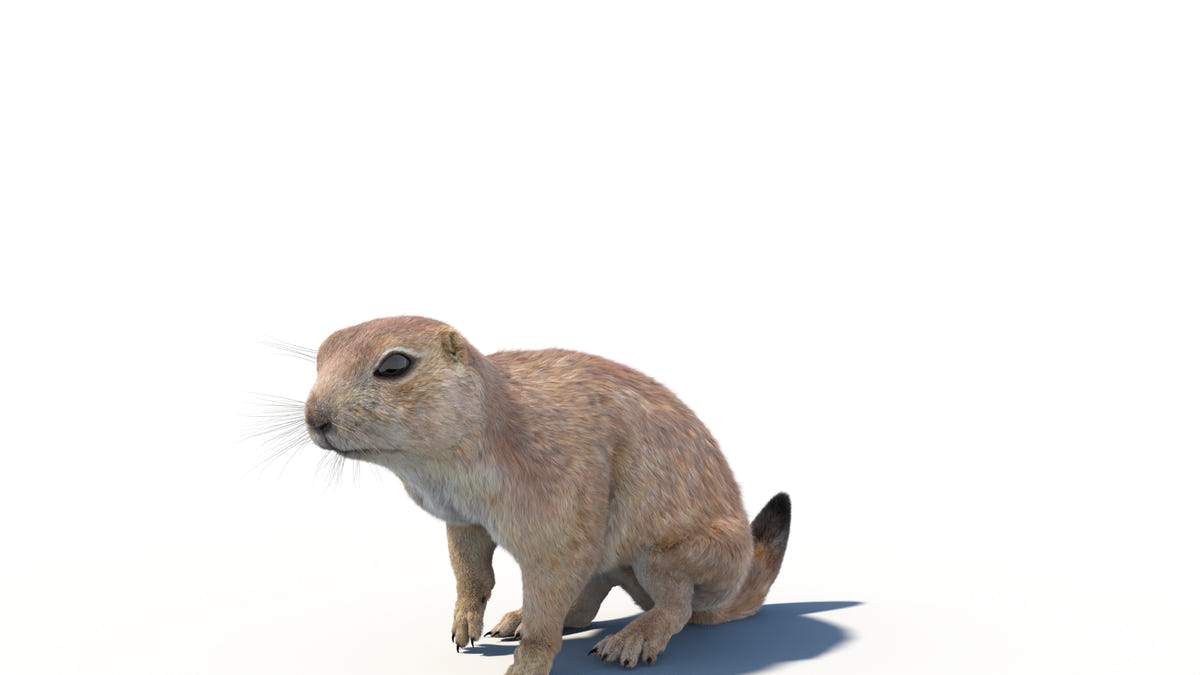 Animated Prairie Dog 3D Model Fur - 360 Degree View