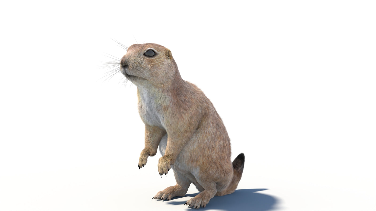 Animated Prairie Dog 3D Model Fur 360° view 2 frame 8