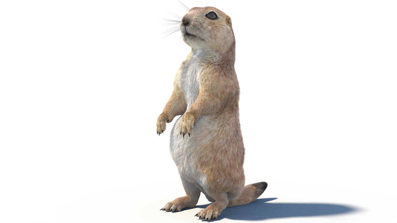 Animated Prairie Dog 3D Model Fur 360° view 2 frame 31