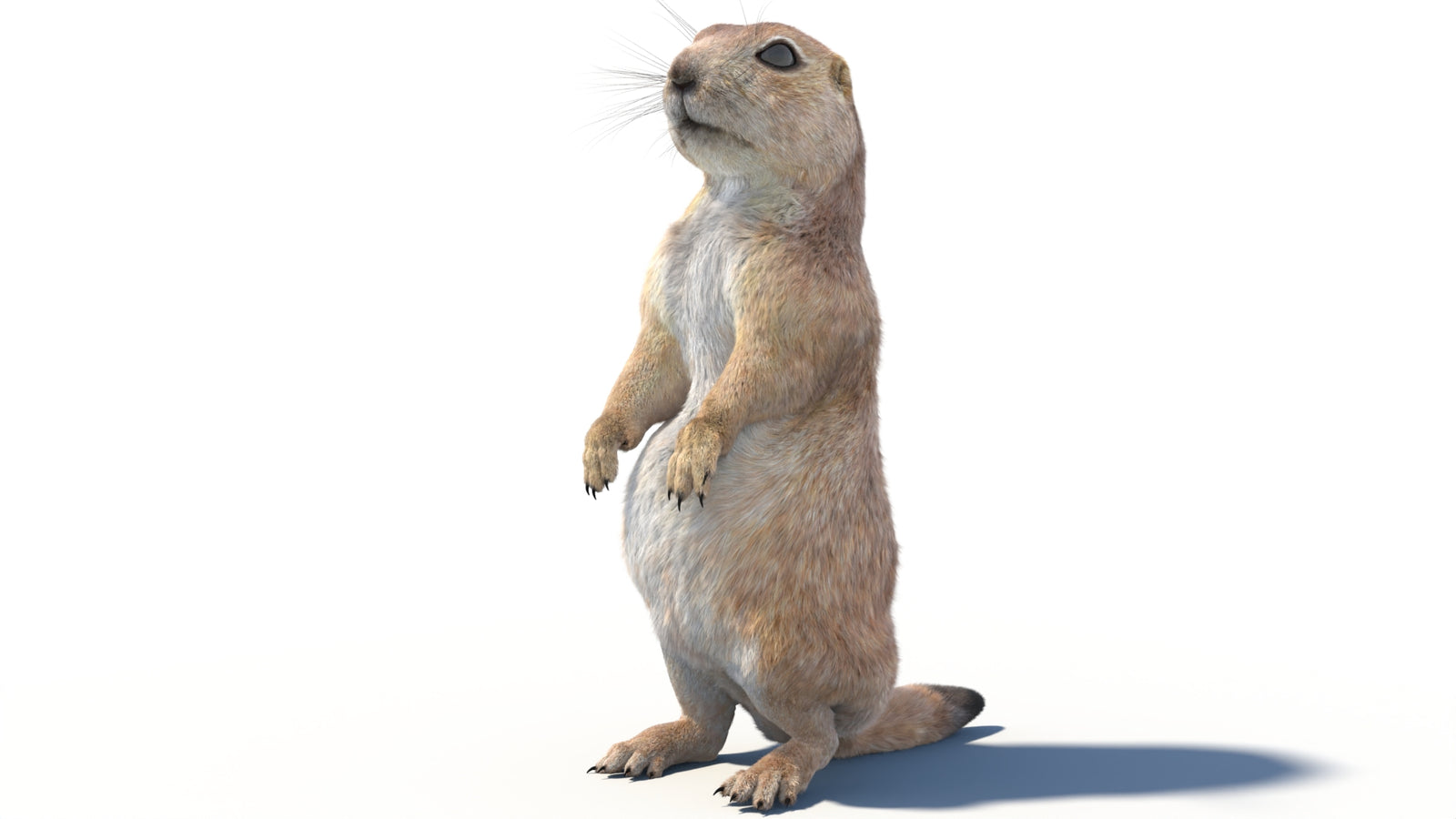 Animated Prairie Dog 3D Model Fur 360° view 2 frame 35