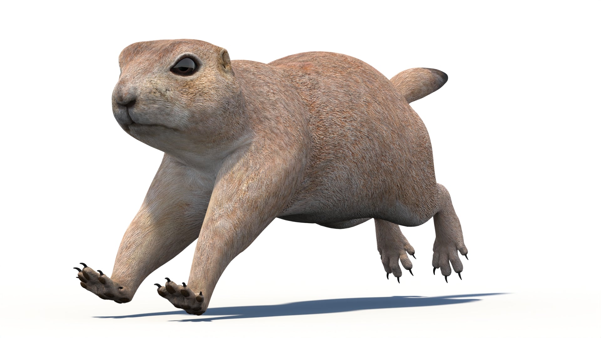 Animated Prairie Dog 3D Model - 360 Degree View