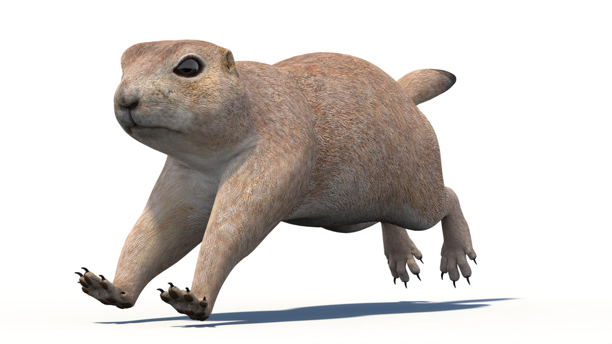 Animated Prairie Dog 3D Model - 360 Degree View