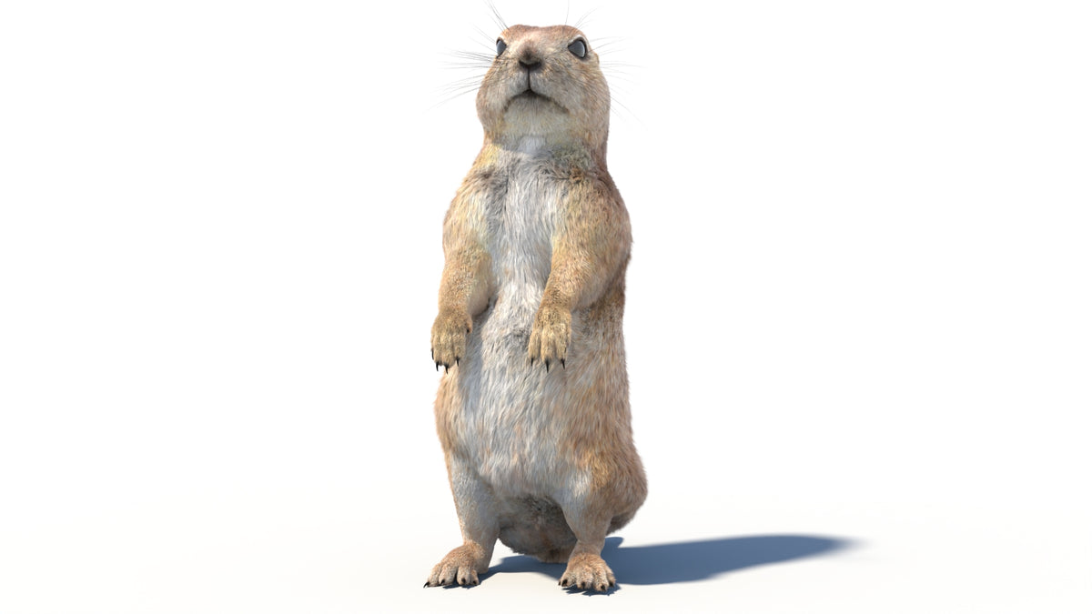 Rigged Prairie Dog 3D Model Fur - 360 Degree View