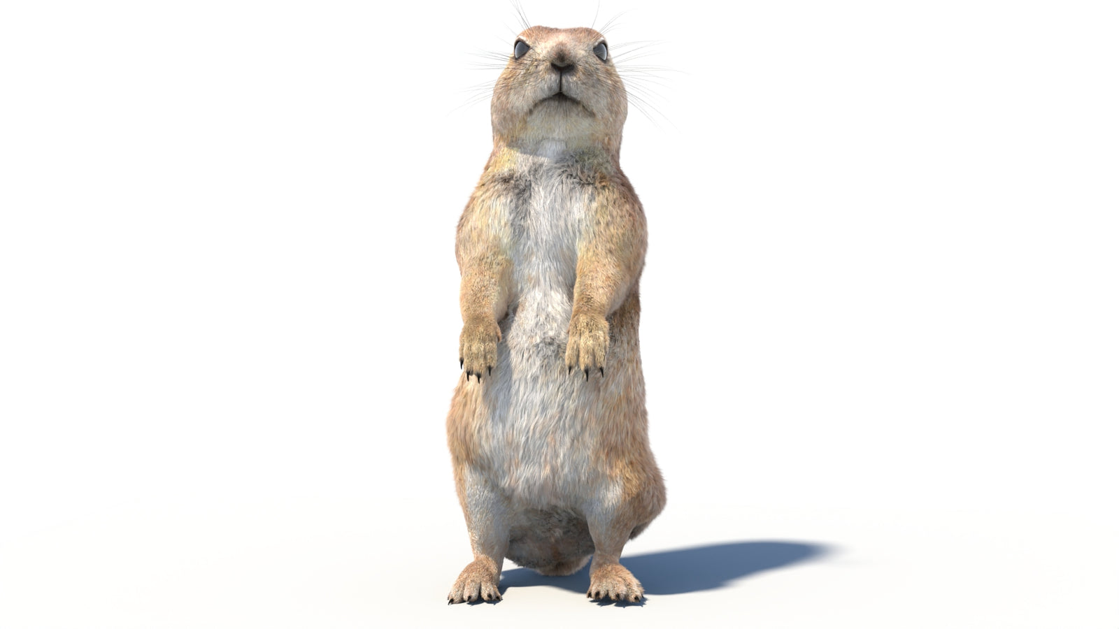 Rigged Prairie Dog 3D Model Fur 360° view 2 frame 2