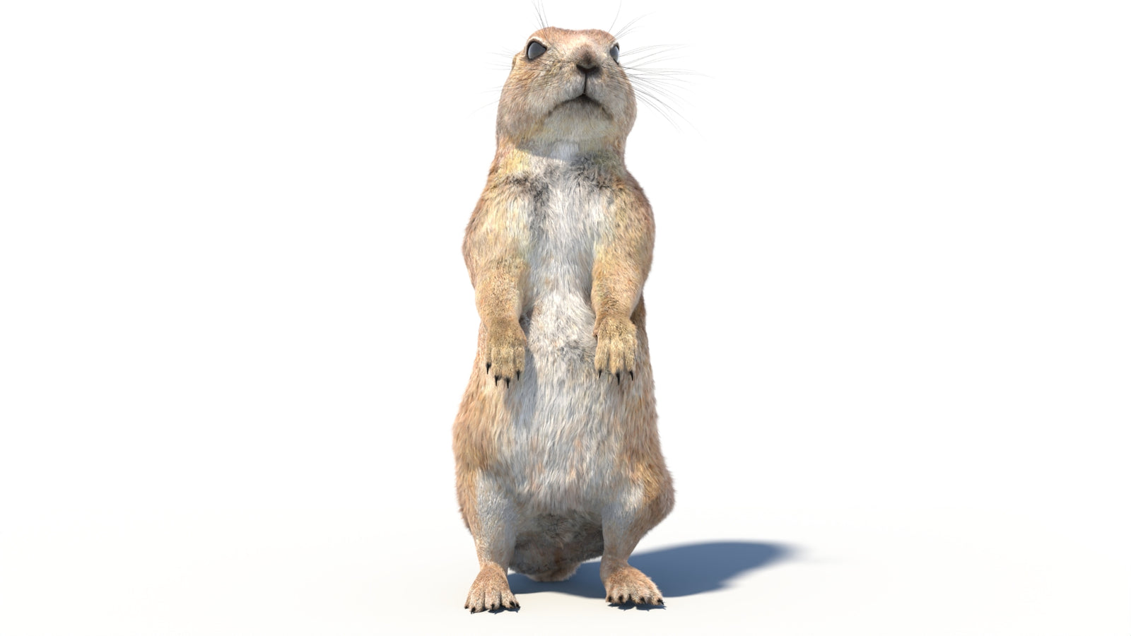 Rigged Prairie Dog 3D Model Fur 360° view 2 frame 3