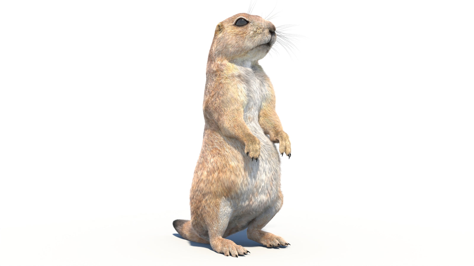 Rigged Prairie Dog 3D Model Fur 360° view 2 frame 7