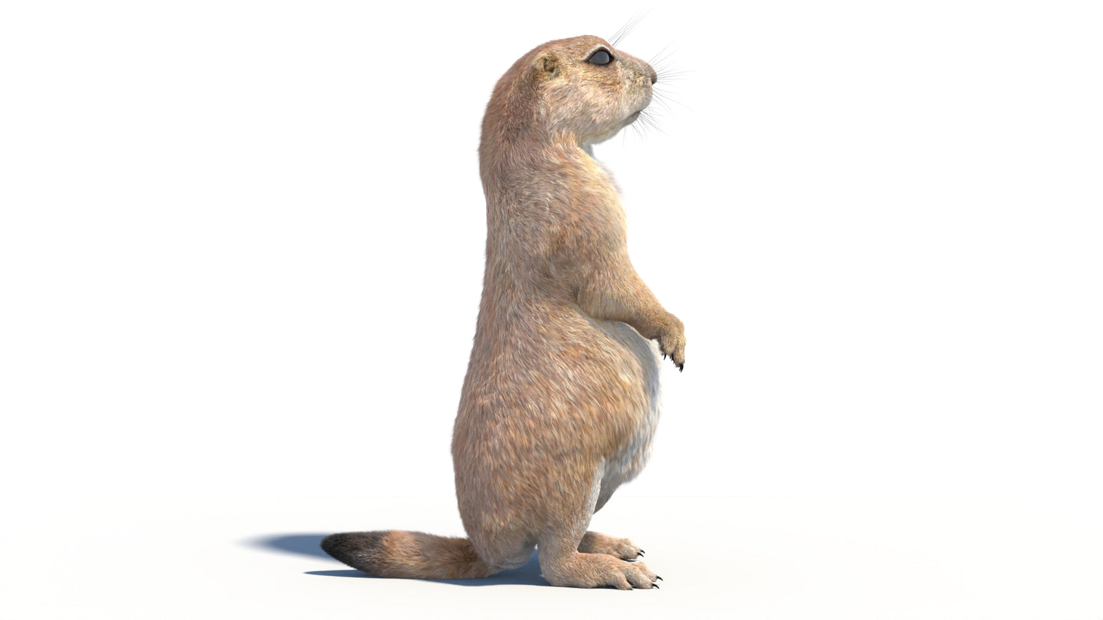Rigged Prairie Dog 3D Model Fur 360° view 2 frame 12
