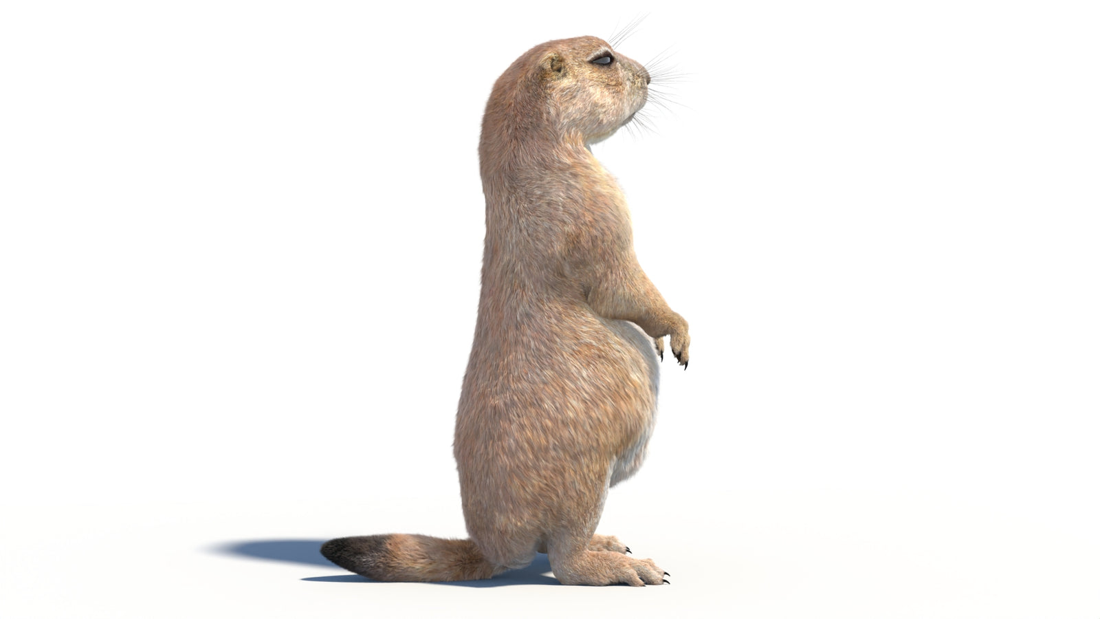 Rigged Prairie Dog 3D Model Fur 360° view 2 frame 13