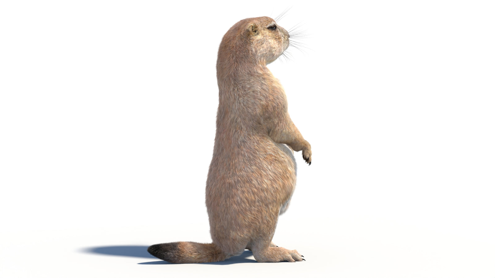 Rigged Prairie Dog 3D Model Fur 360° view 2 frame 14