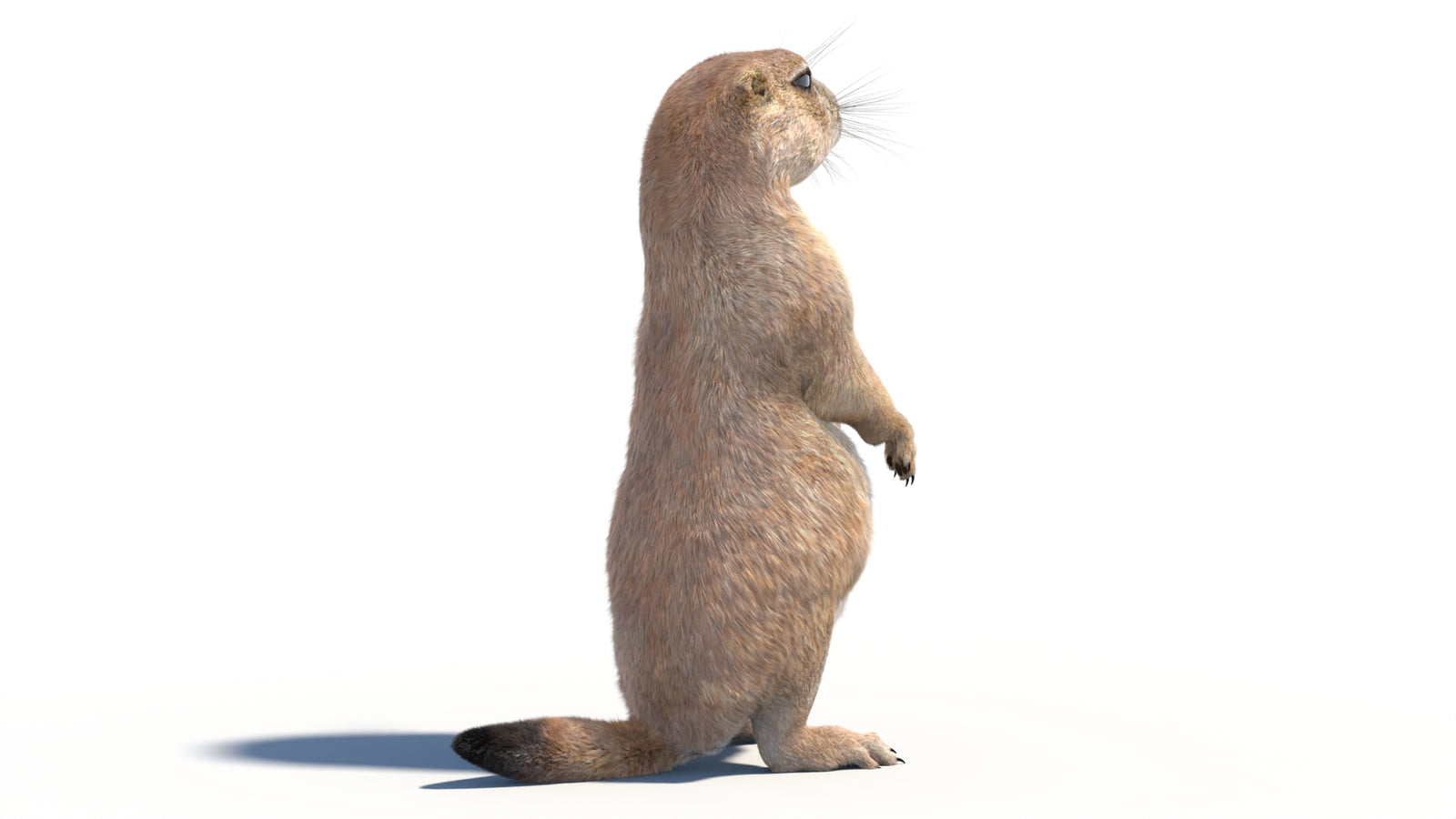 Rigged Prairie Dog 3D Model Fur 360° view 2 frame 15