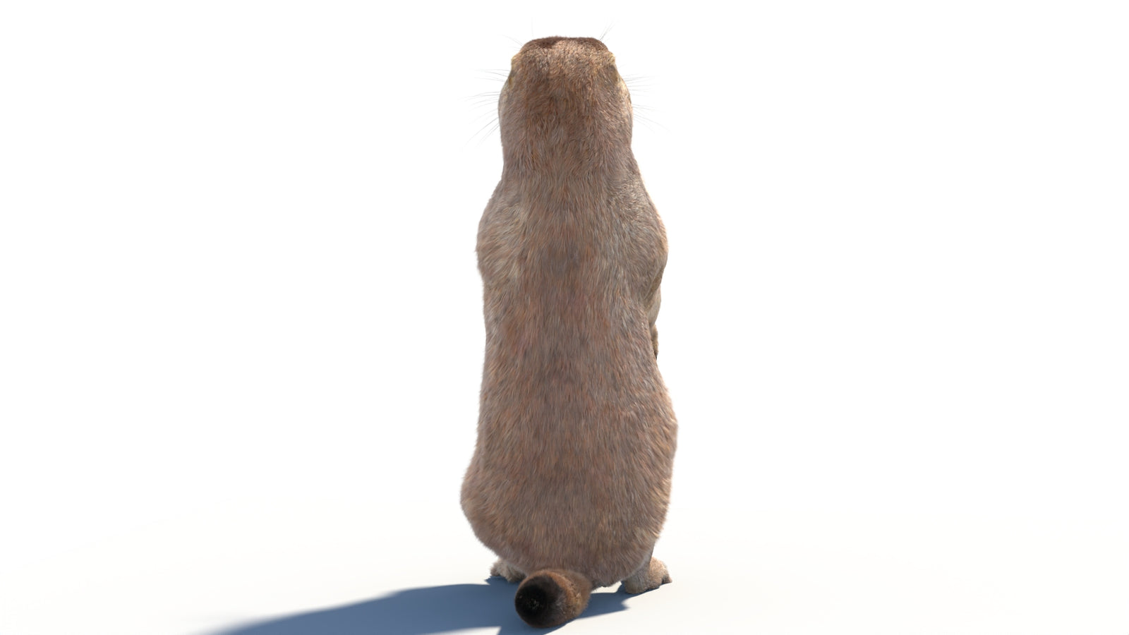 Rigged Prairie Dog 3D Model Fur 360° view 2 frame 20