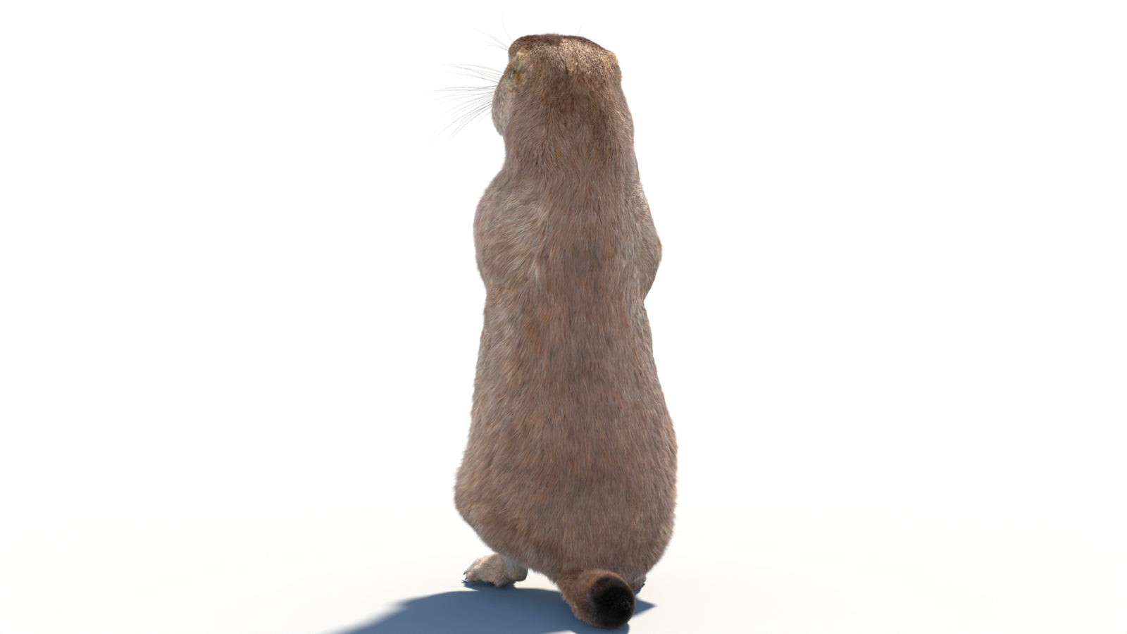 Rigged Prairie Dog 3D Model Fur 360° view 2 frame 22