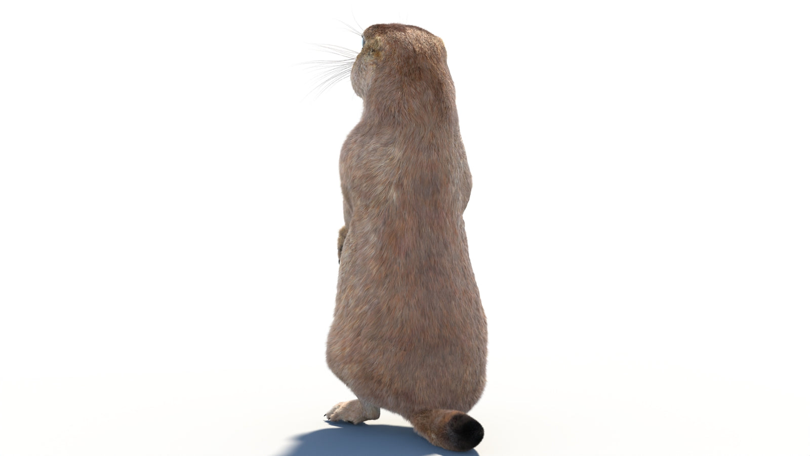 Rigged Prairie Dog 3D Model Fur 360° view 2 frame 23