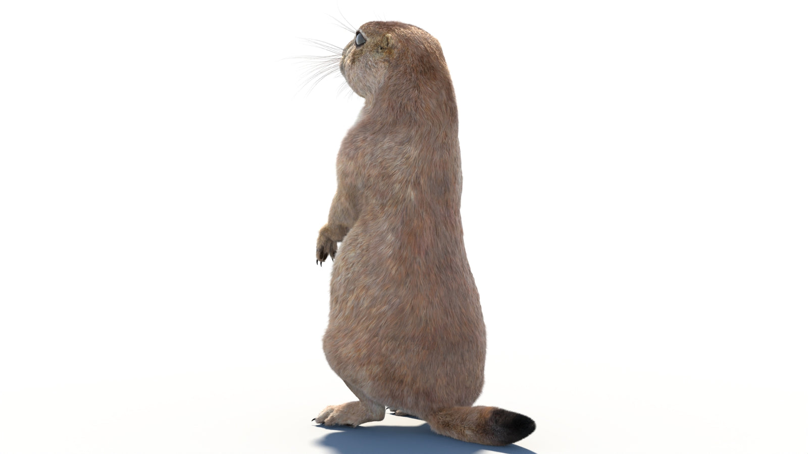 Rigged Prairie Dog 3D Model Fur 360° view 2 frame 25