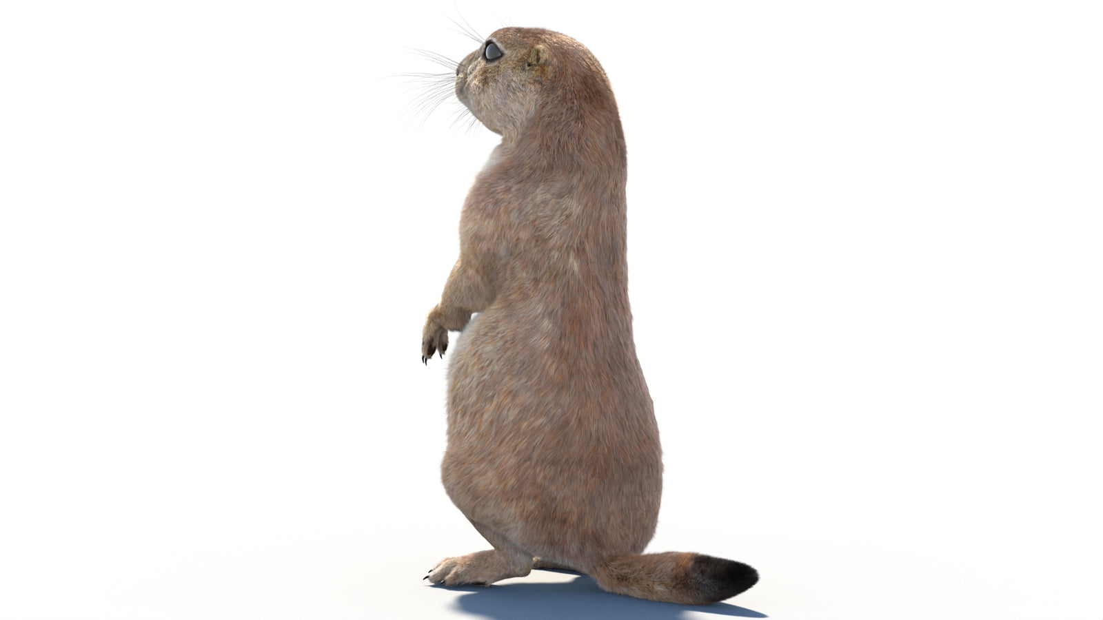 Rigged Prairie Dog 3D Model Fur 360° view 2 frame 26
