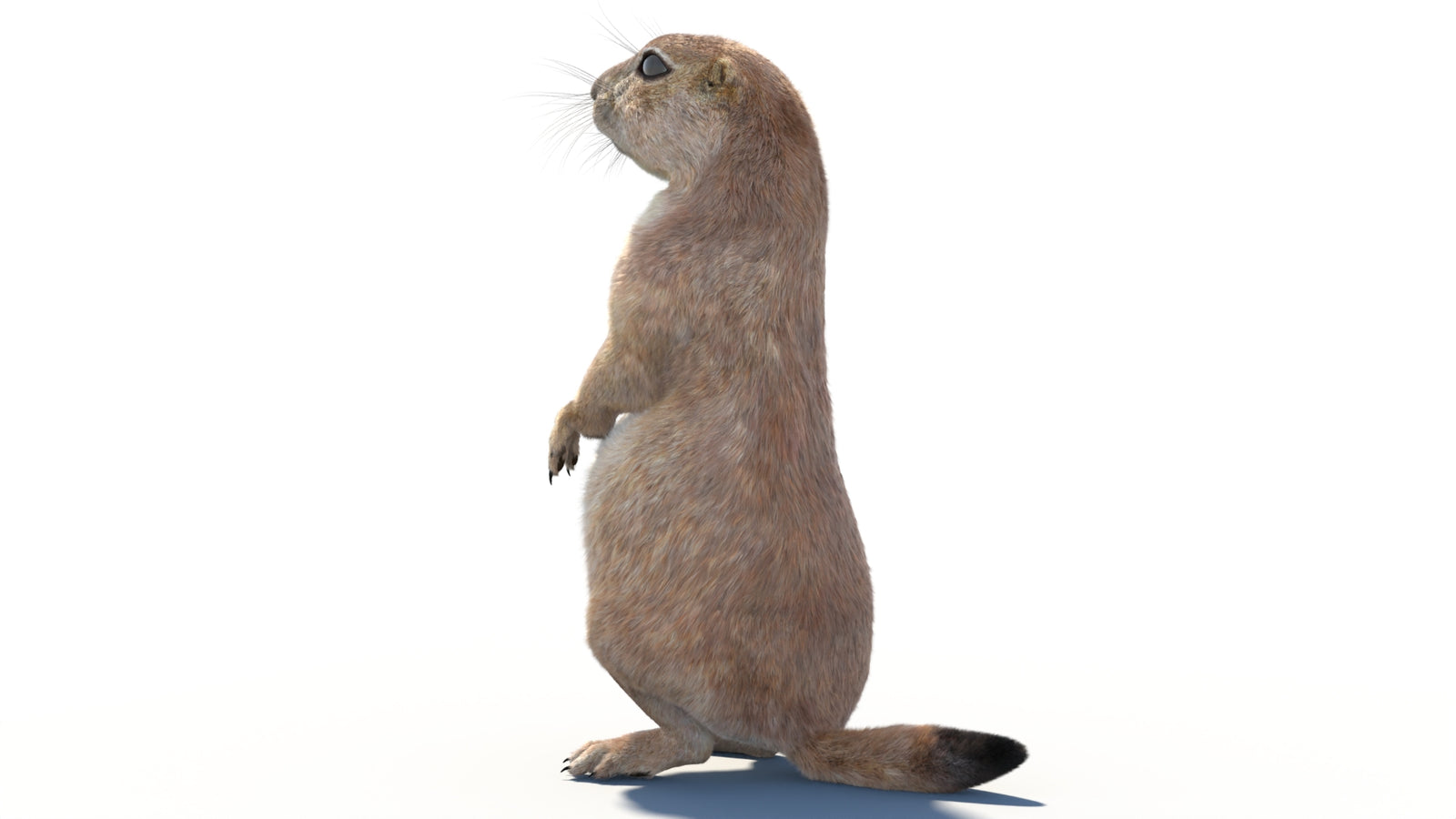 Rigged Prairie Dog 3D Model Fur 360° view 2 frame 27