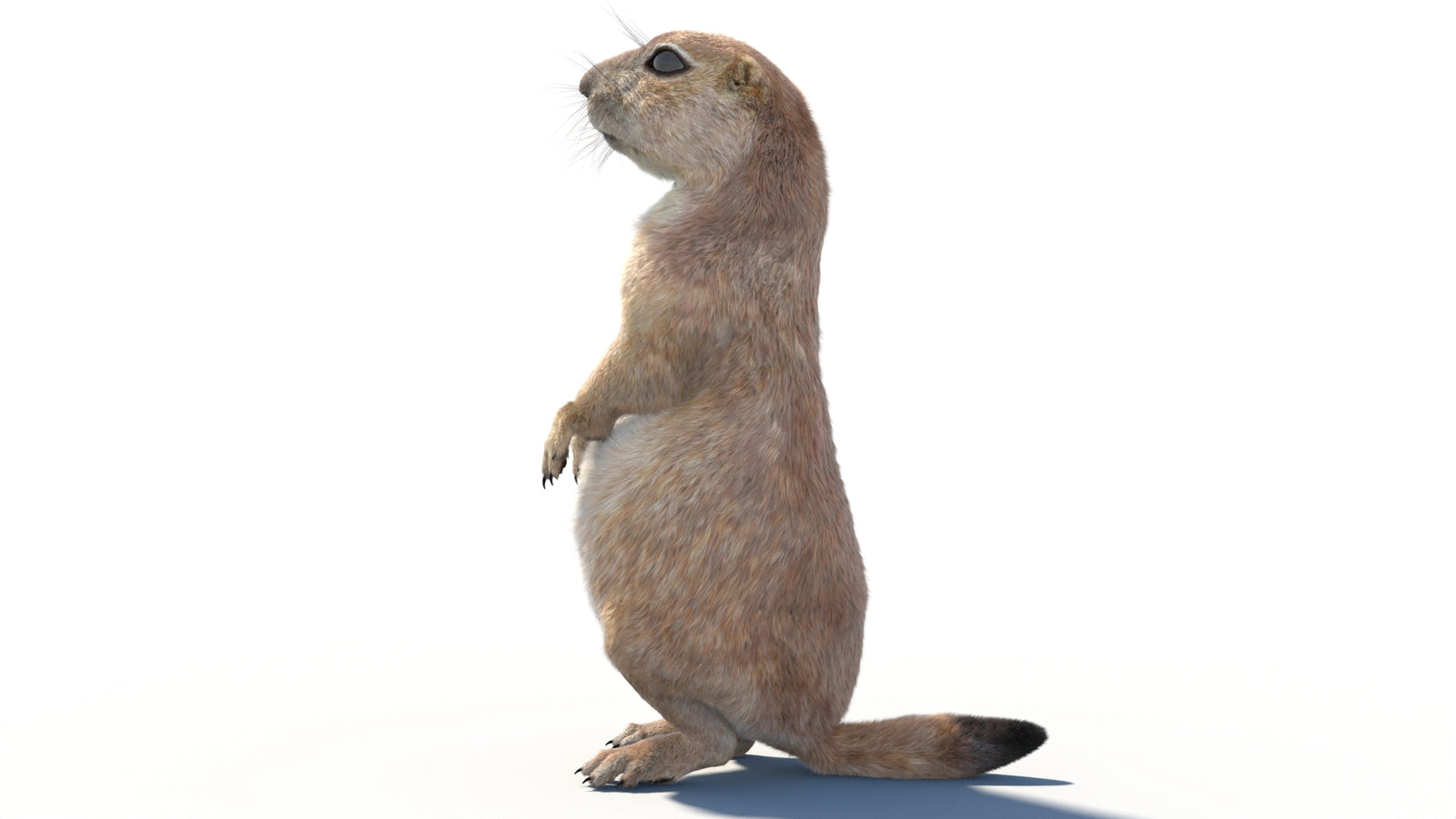 Rigged Prairie Dog 3D Model Fur 360° view 2 frame 29