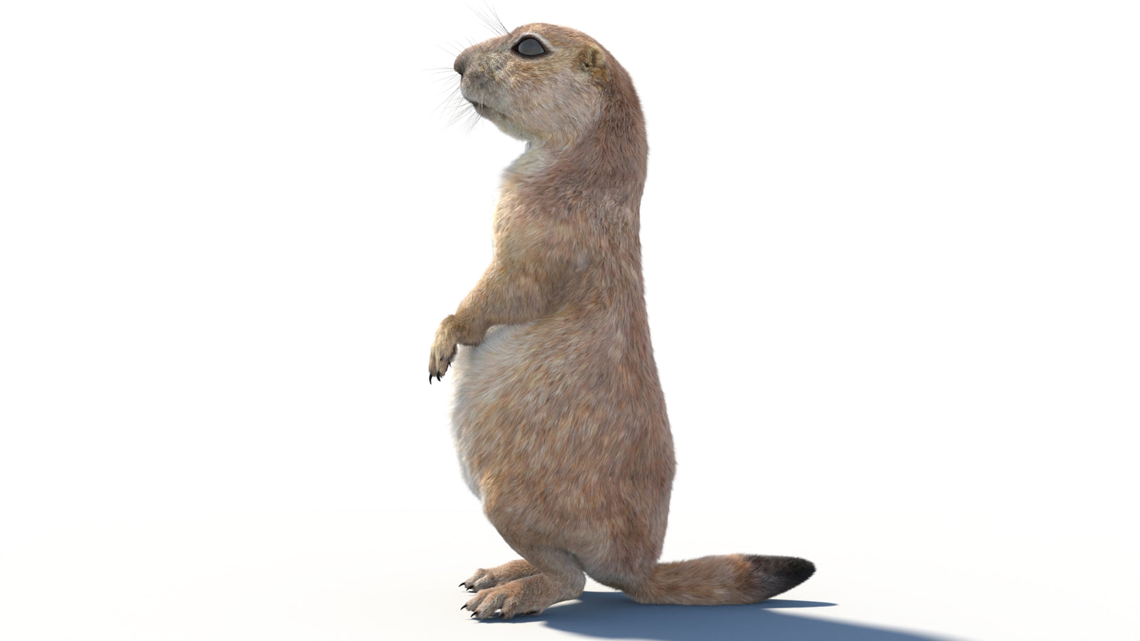 Rigged Prairie Dog 3D Model Fur 360° view 2 frame 30