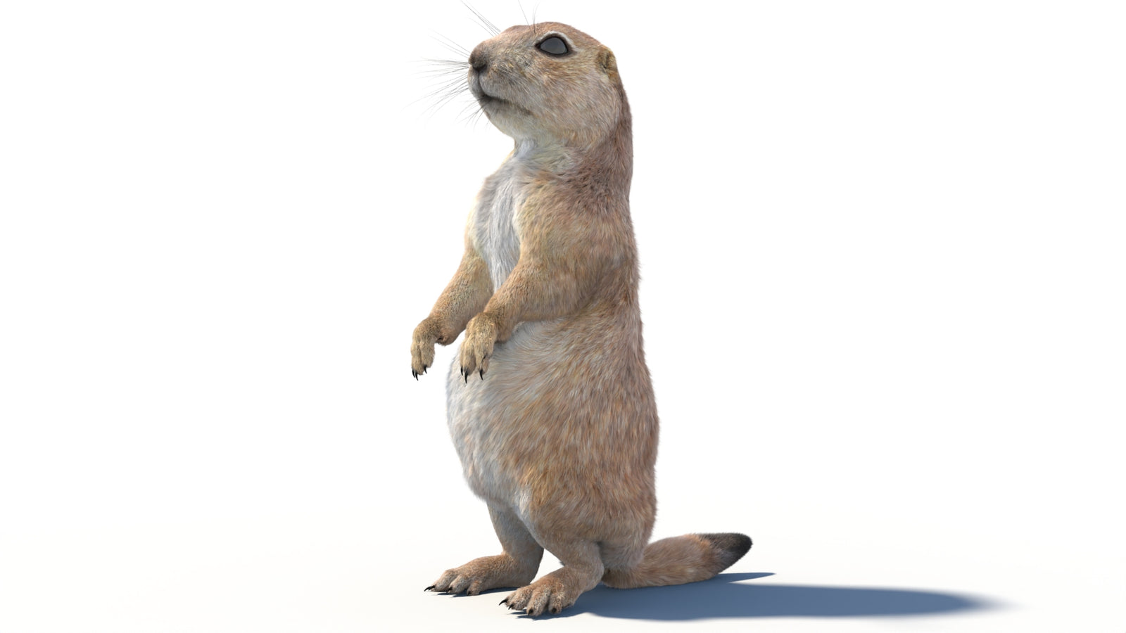 Rigged Prairie Dog 3D Model Fur 360° view 2 frame 33