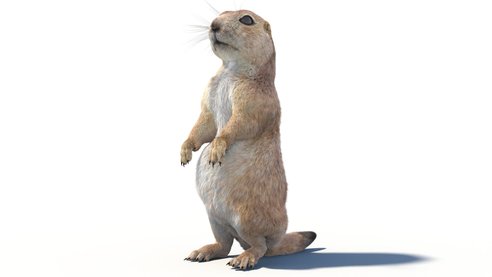 Rigged Prairie Dog 3D Model Fur 360° view 2 frame 34